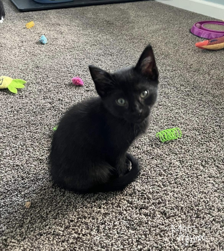 Princess, an adoptable Domestic Short Hair in Spokane , WA, 99209 | Photo Image 3