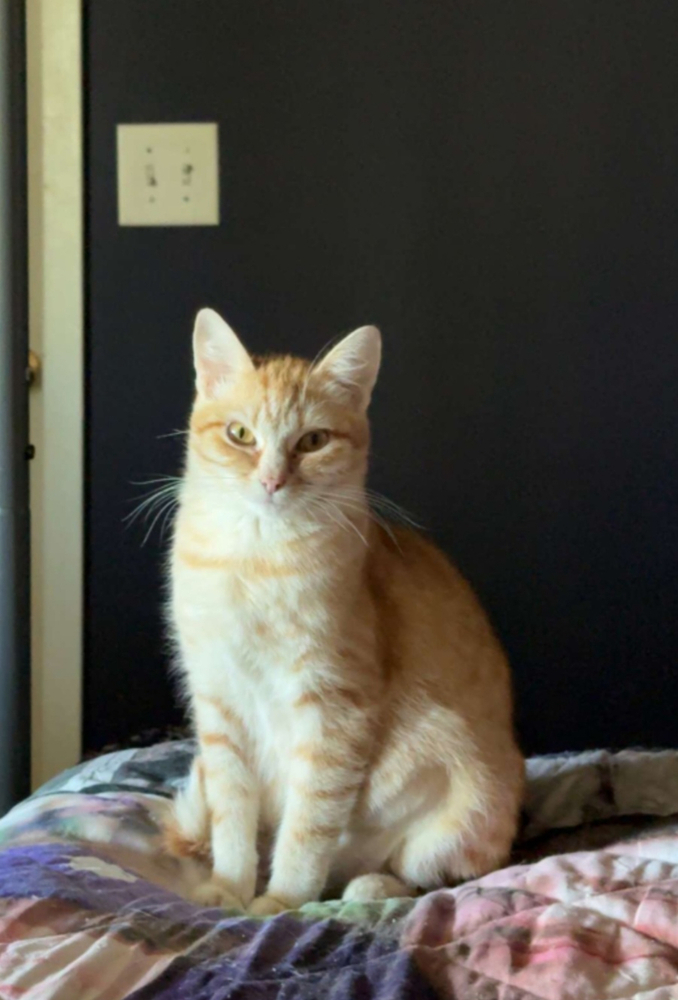 Ember, an adoptable Domestic Short Hair in Spokane , WA, 99209 | Photo Image 1