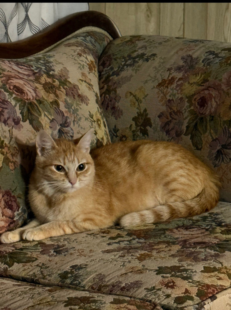 Ember, an adoptable Domestic Short Hair in Spokane , WA, 99209 | Photo Image 4