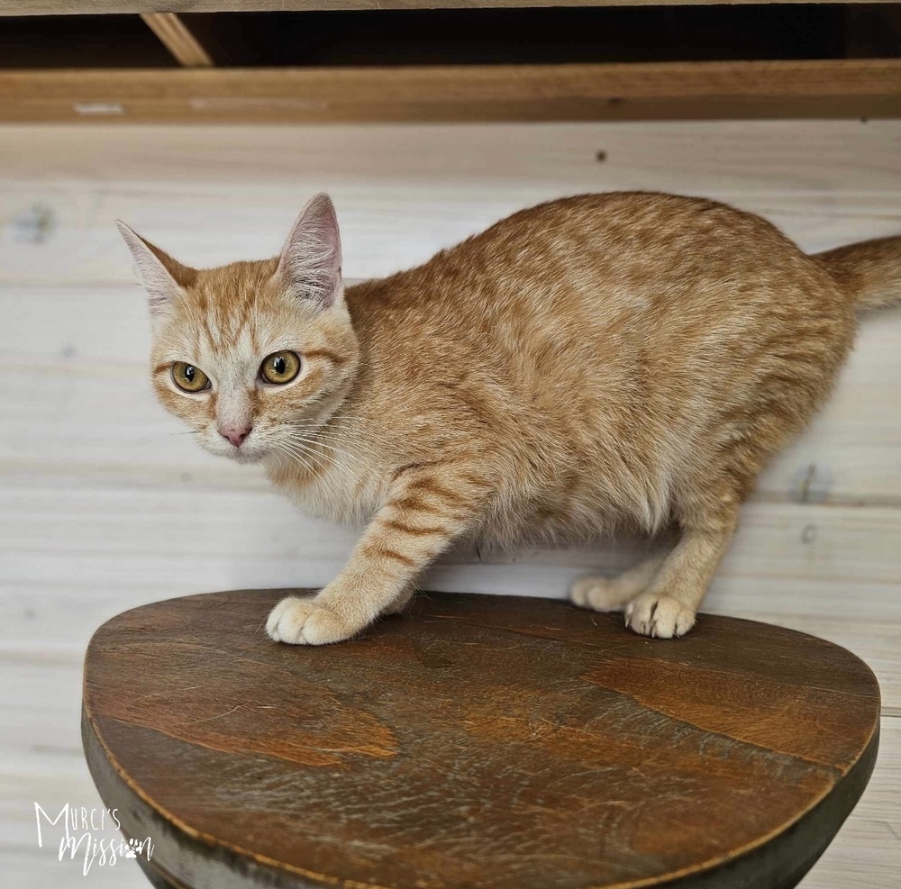 Ember, an adoptable Domestic Short Hair in Spokane , WA, 99209 | Photo Image 6