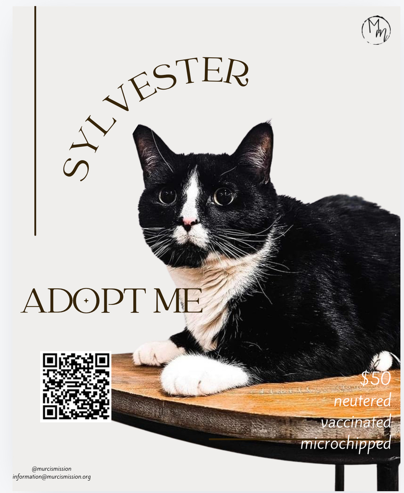 Sylvester, an adoptable Domestic Short Hair in Spokane , WA, 99209 | Photo Image 2