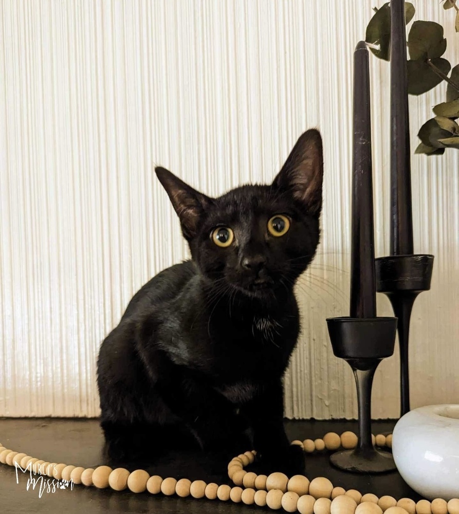 Boo Radley, an adoptable Domestic Short Hair in Spokane , WA, 99209 | Photo Image 2