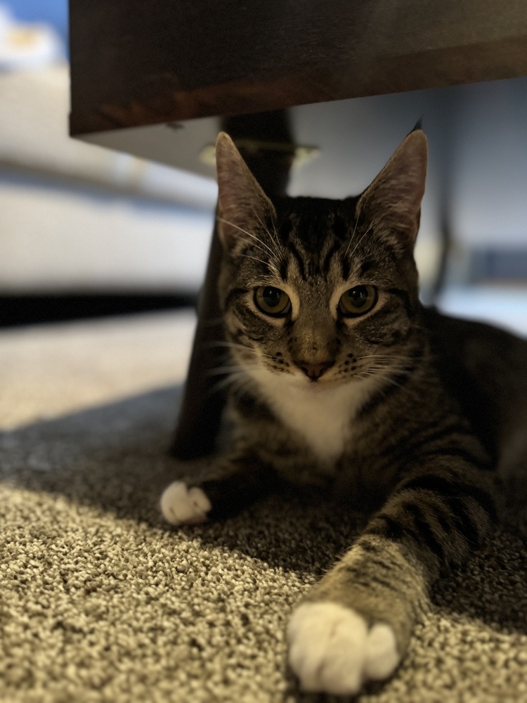 Bunnie, an adoptable Domestic Short Hair in Spokane , WA, 99209 | Photo Image 1