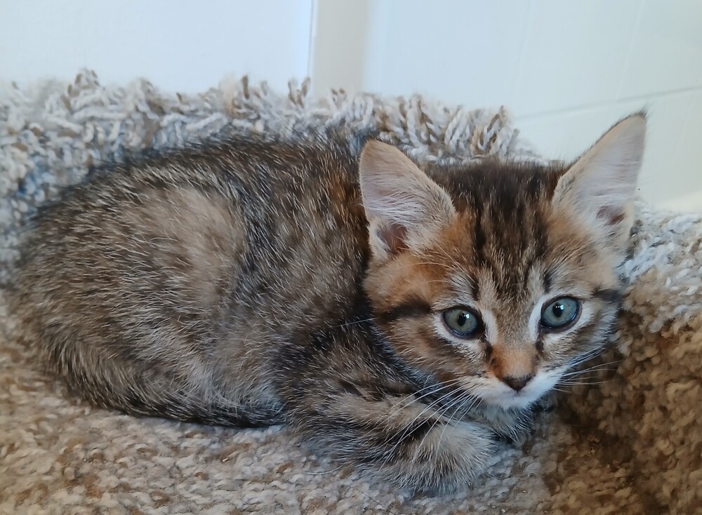 Polly 1809-13, an adoptable Domestic Short Hair in Spokane , WA, 99209 | Photo Image 3