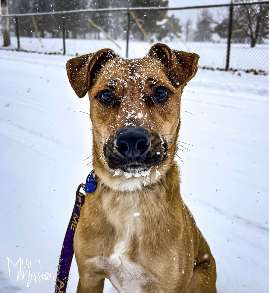 Chase, an adoptable Australian Cattle Dog / Blue Heeler, Boxer in Spokane , WA, 99209 | Photo Image 1