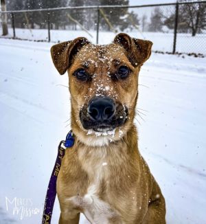 Chase is a unique and loyal cattle dog boxer mutt with an estimated birthdate of 12132022 He came