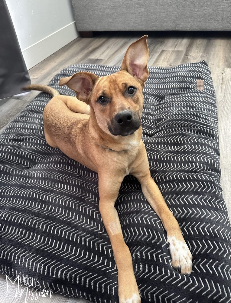 Chase, an adoptable Australian Cattle Dog / Blue Heeler, Boxer in Spokane , WA, 99209 | Photo Image 1