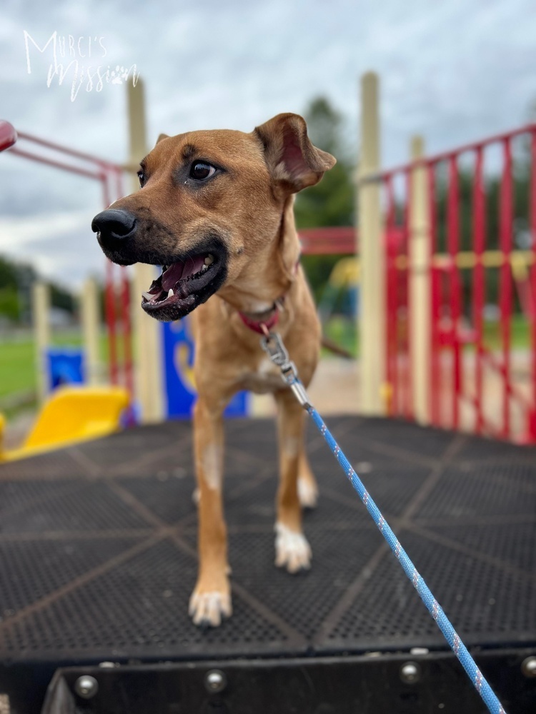Chase, an adoptable Australian Cattle Dog / Blue Heeler, Boxer in Spokane , WA, 99209 | Photo Image 6