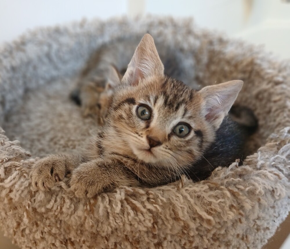 Barbossa 1809-14, an adoptable Domestic Short Hair, Domestic Long Hair in Spokane , WA, 99209 | Photo Image 1