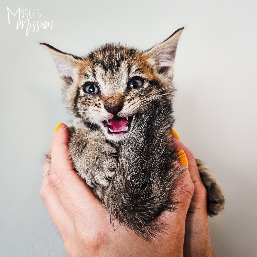 Barbossa 1809-14, an adoptable Domestic Short Hair, Domestic Long Hair in Spokane , WA, 99209 | Photo Image 3