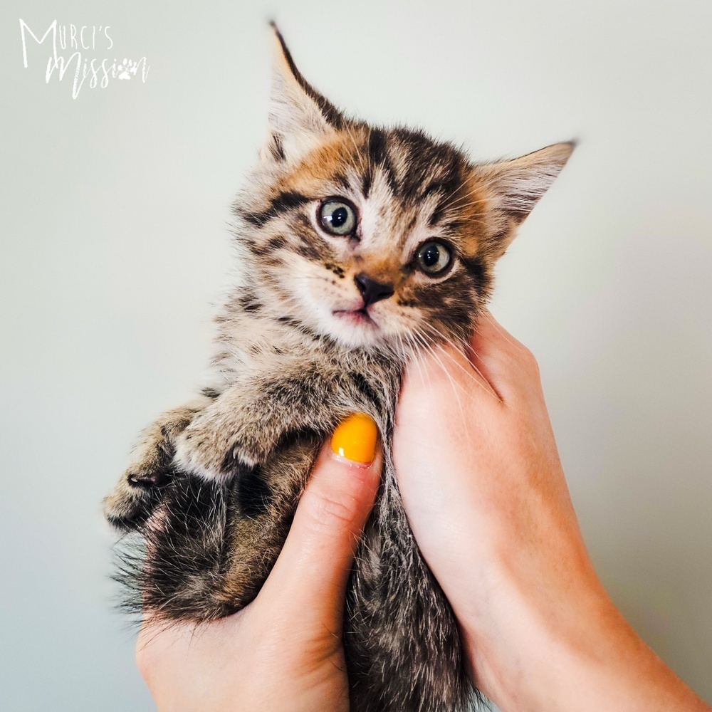 Jack Sparrow 1809-12, an adoptable Domestic Short Hair in Spokane , WA, 99209 | Photo Image 1