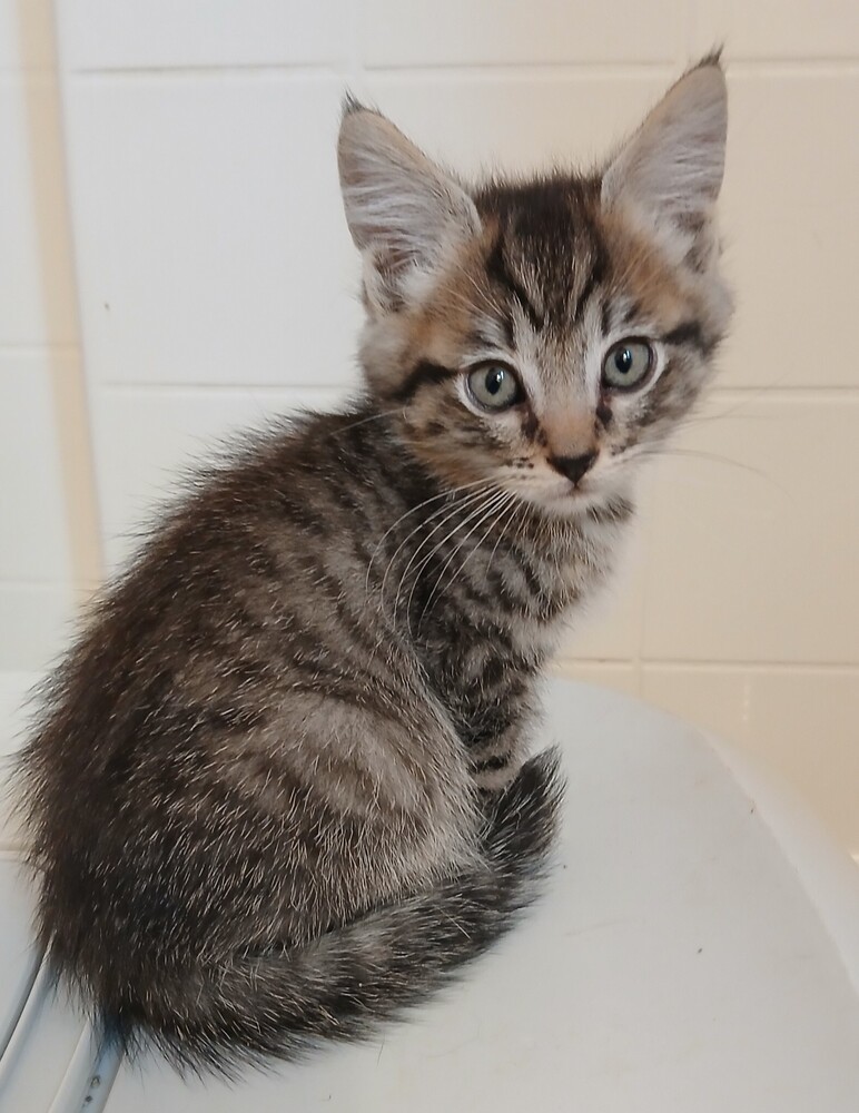 Jack Sparrow 1809-12, an adoptable Domestic Short Hair in Spokane , WA, 99209 | Photo Image 2