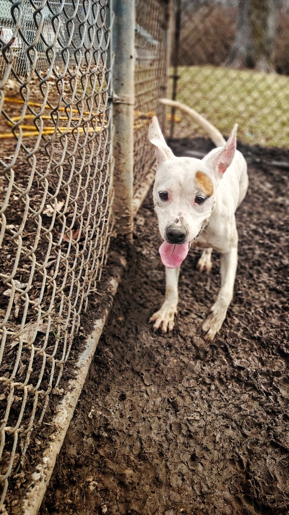 Daisy May, an adoptable Pit Bull Terrier in Hillsdale, IN, 47854 | Photo Image 1