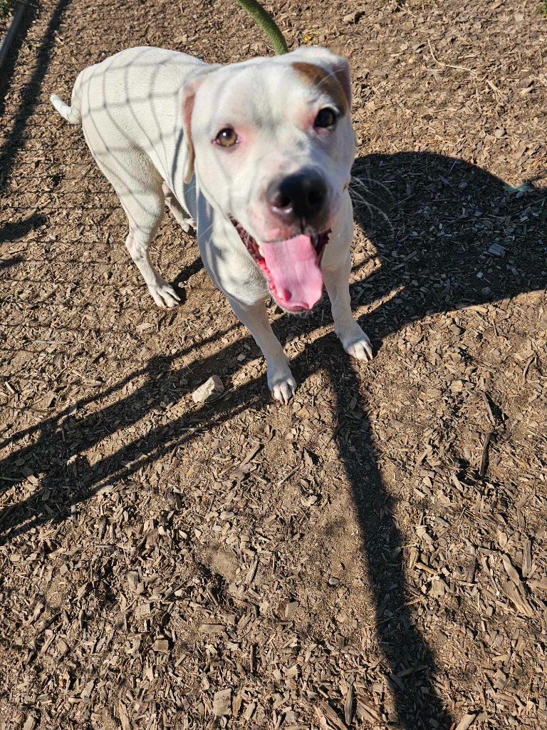 Daisy May, an adoptable Pit Bull Terrier in Hillsdale, IN, 47854 | Photo Image 2