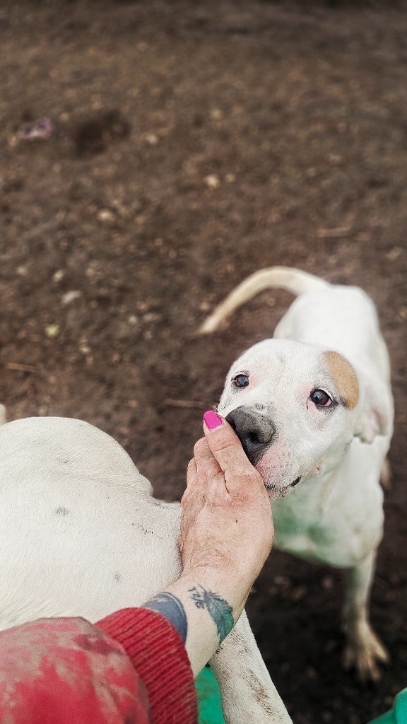 Daisy May, an adoptable Pit Bull Terrier in Hillsdale, IN, 47854 | Photo Image 3