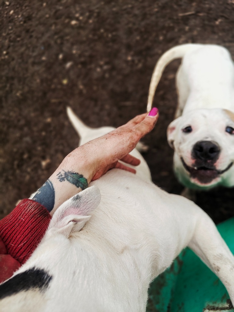 Daisy May, an adoptable Pit Bull Terrier in Hillsdale, IN, 47854 | Photo Image 4