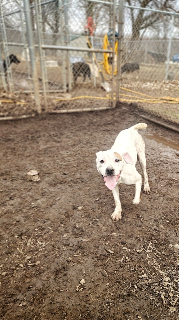 Daisy May, an adoptable Pit Bull Terrier in Hillsdale, IN, 47854 | Photo Image 5