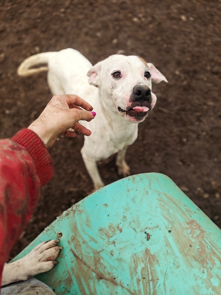 Daisy May, an adoptable Pit Bull Terrier in Hillsdale, IN, 47854 | Photo Image 6
