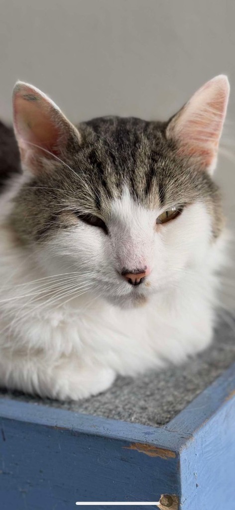 Kingfisher, an adoptable Domestic Medium Hair in Brookings, OR, 97415 | Photo Image 1