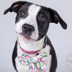 Bessie, Young Female Pit Bull Terrier