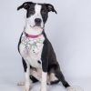 Bessie photo 2