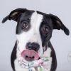 Bessie photo 4