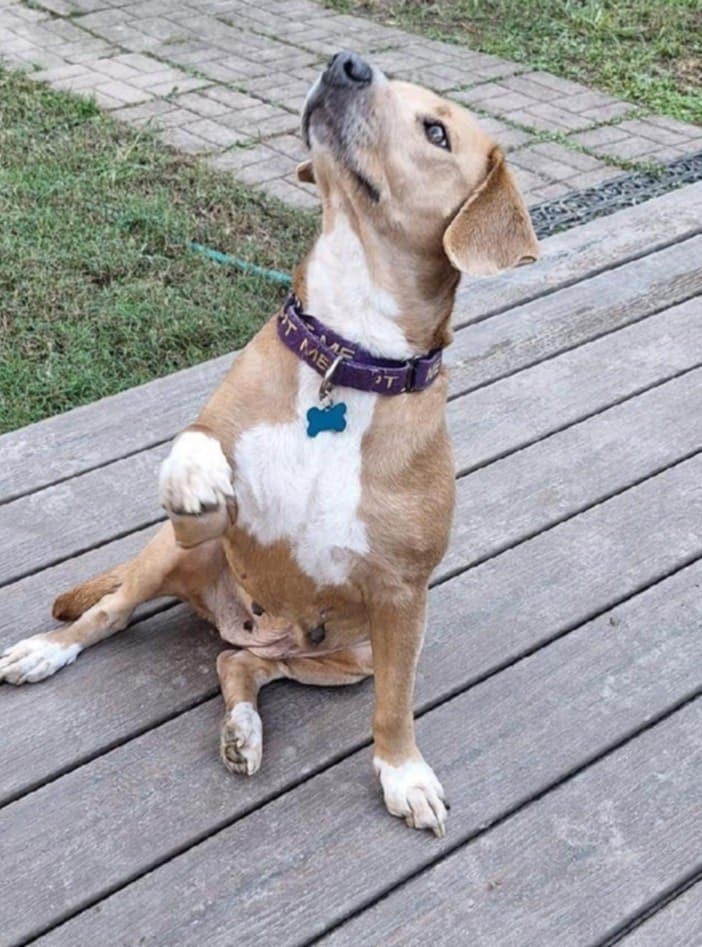 Dixie