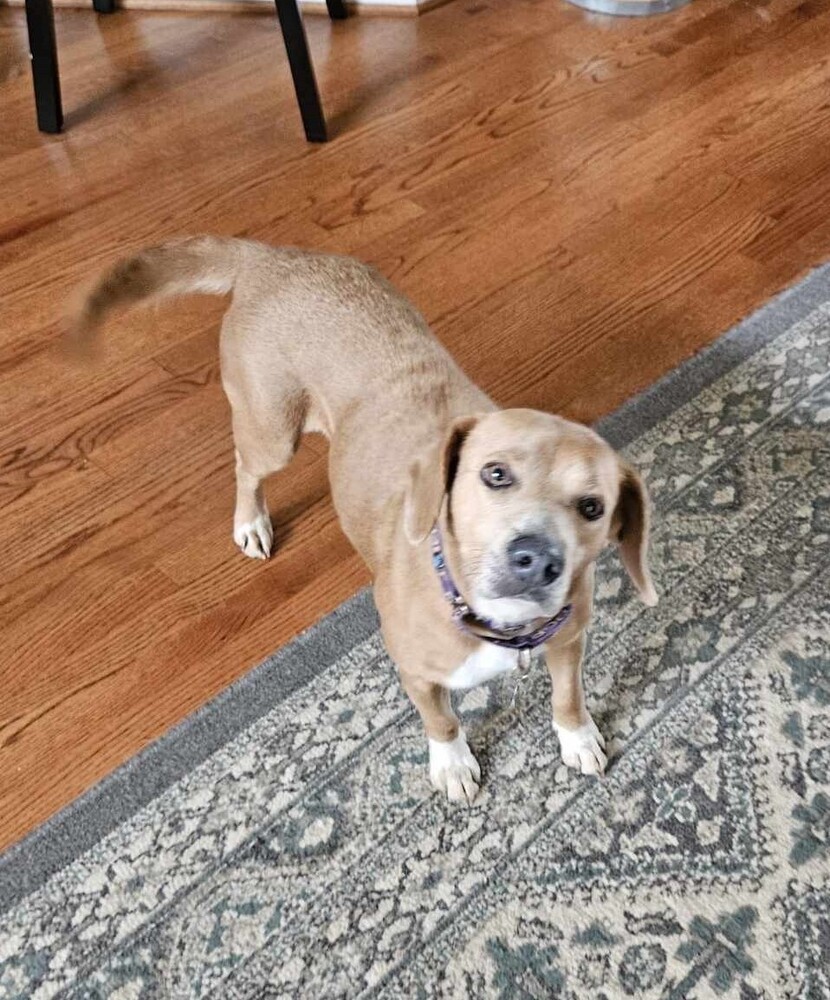 Dixie