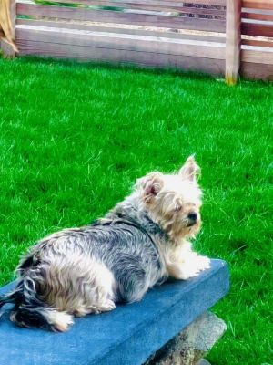 Trixie, Adult Female Terrier