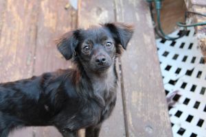 Jilly, Young Female Poodle