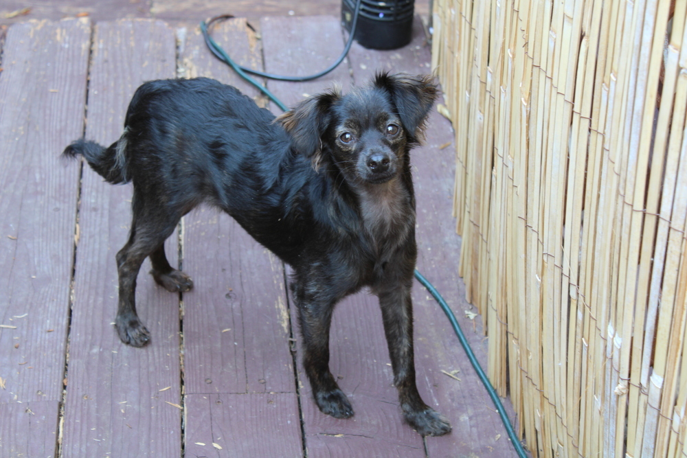 Jilly, an adoptable Poodle, Australian Shepherd in Claremont, CA, 91711 | Photo Image 3