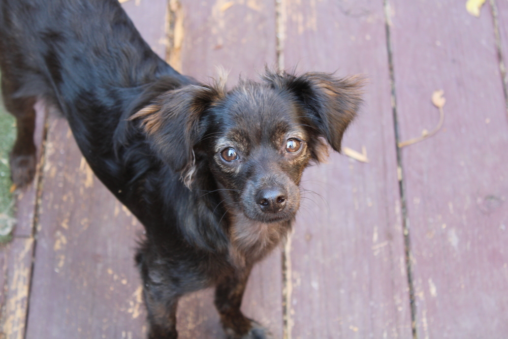 Jilly, an adoptable Poodle, Australian Shepherd in Claremont, CA, 91711 | Photo Image 4