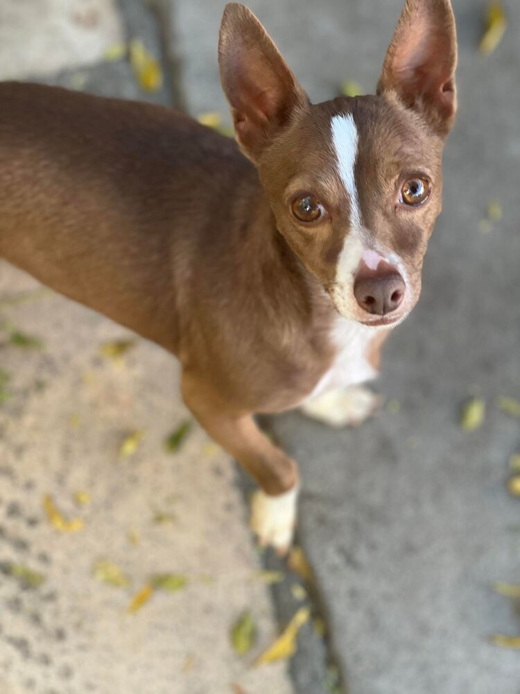 Josh, an adoptable Basenji, Chihuahua in Claremont, CA, 91711 | Photo Image 1