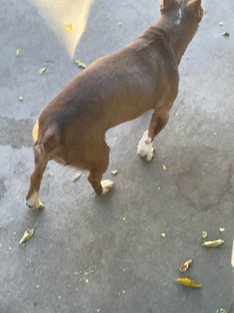 Josh, an adoptable Basenji, Chihuahua in Claremont, CA, 91711 | Photo Image 2
