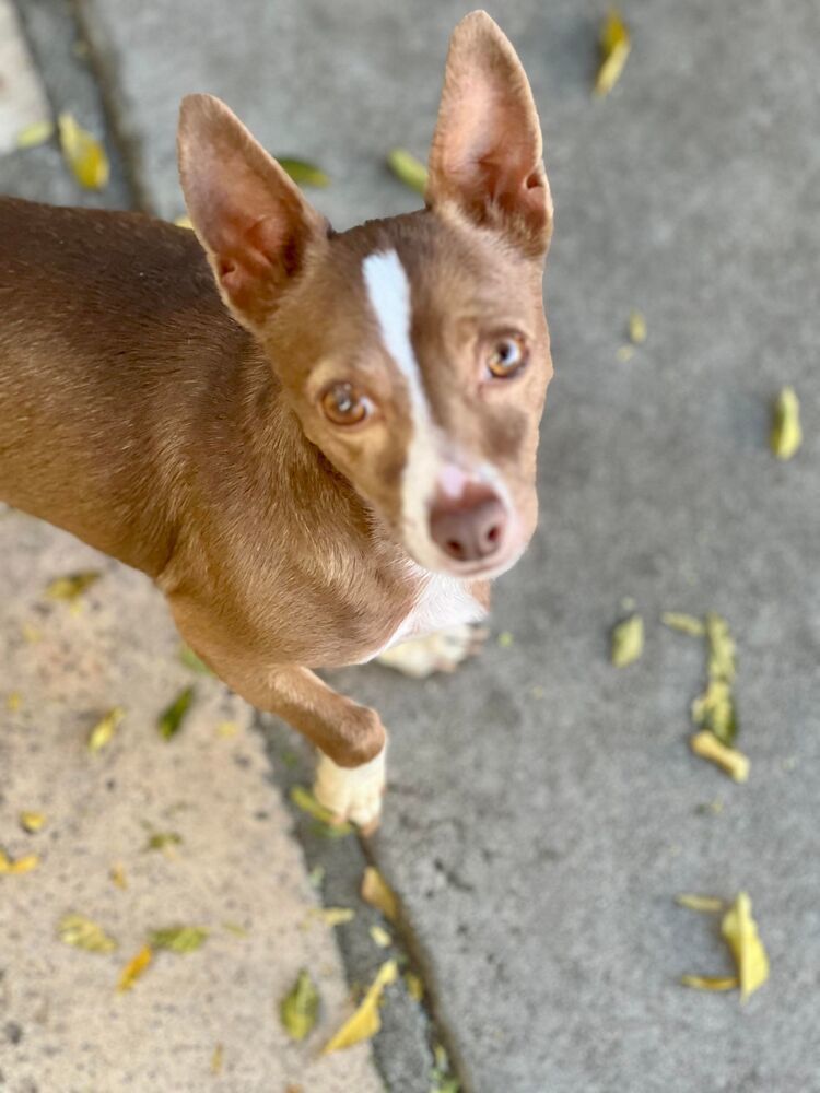 Josh, an adoptable Basenji, Chihuahua in Claremont, CA, 91711 | Photo Image 3