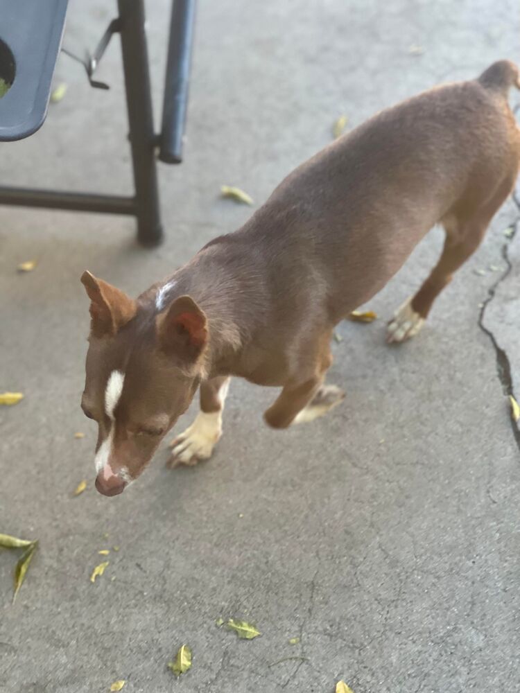 Josh, an adoptable Basenji, Chihuahua in Claremont, CA, 91711 | Photo Image 5