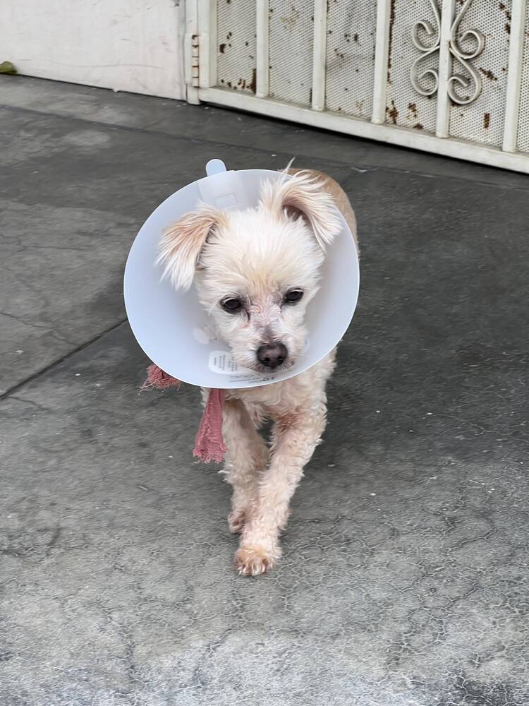 Lukas, an adoptable Poodle, Maltese in Claremont, CA, 91711 | Photo Image 1