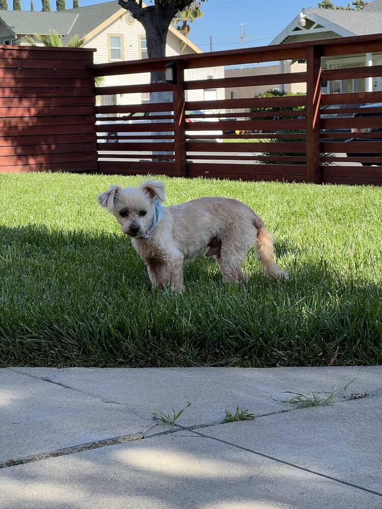 Lukas, an adoptable Poodle, Maltese in Claremont, CA, 91711 | Photo Image 2