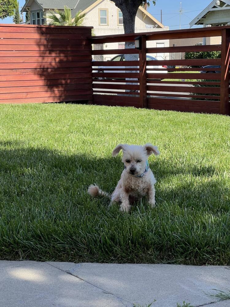 Lukas, an adoptable Poodle, Maltese in Claremont, CA, 91711 | Photo Image 3