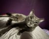 Ash photo 2