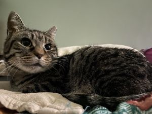 Penelope, Young Female Domestic Short Hair