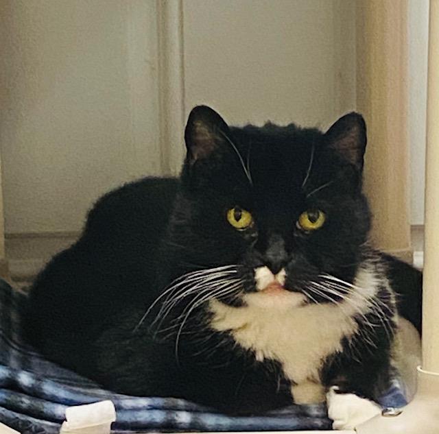 Mr. Oreo