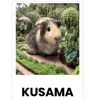 Kusama photo 1