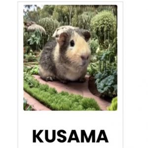 Kusama, Adult Male Guinea Pig