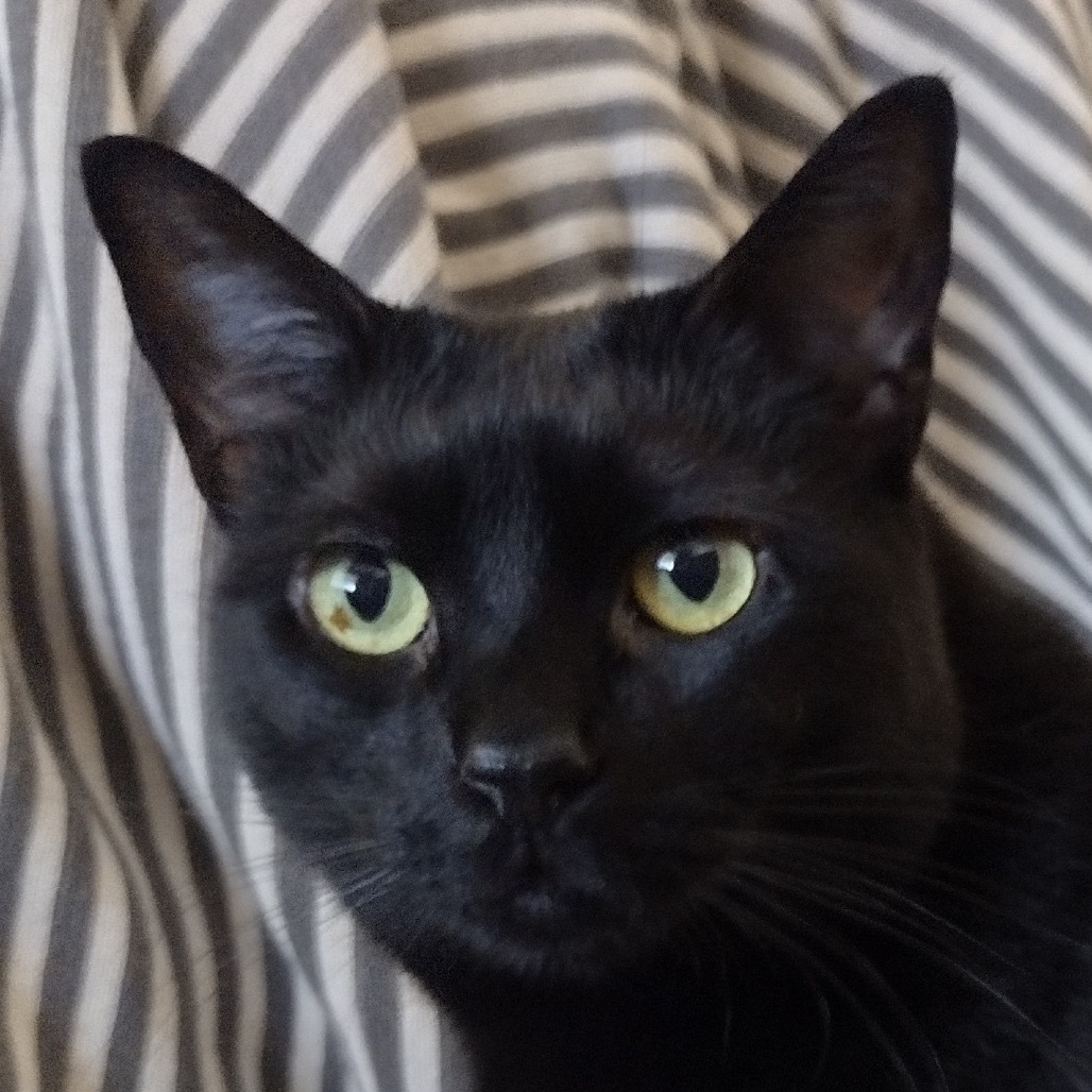 Lynxie, an adoptable Domestic Short Hair in Meridian, ID, 83680 | Photo Image 1