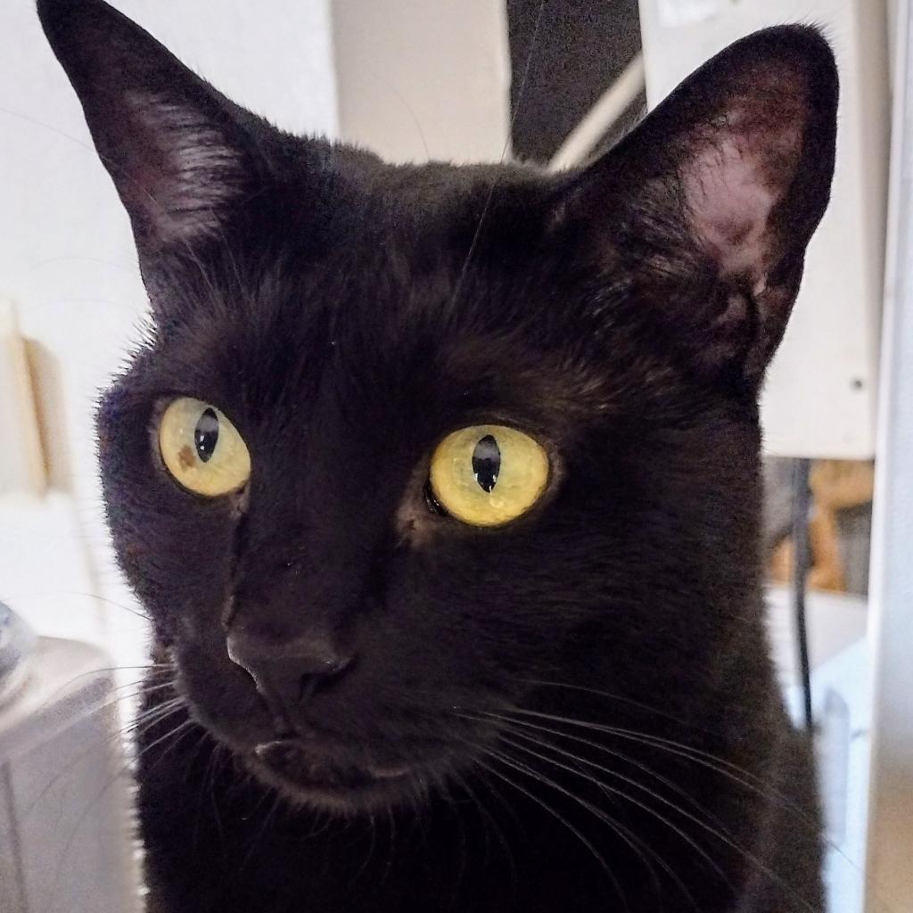 Lynxie, an adoptable Domestic Short Hair in Meridian, ID, 83680 | Photo Image 2