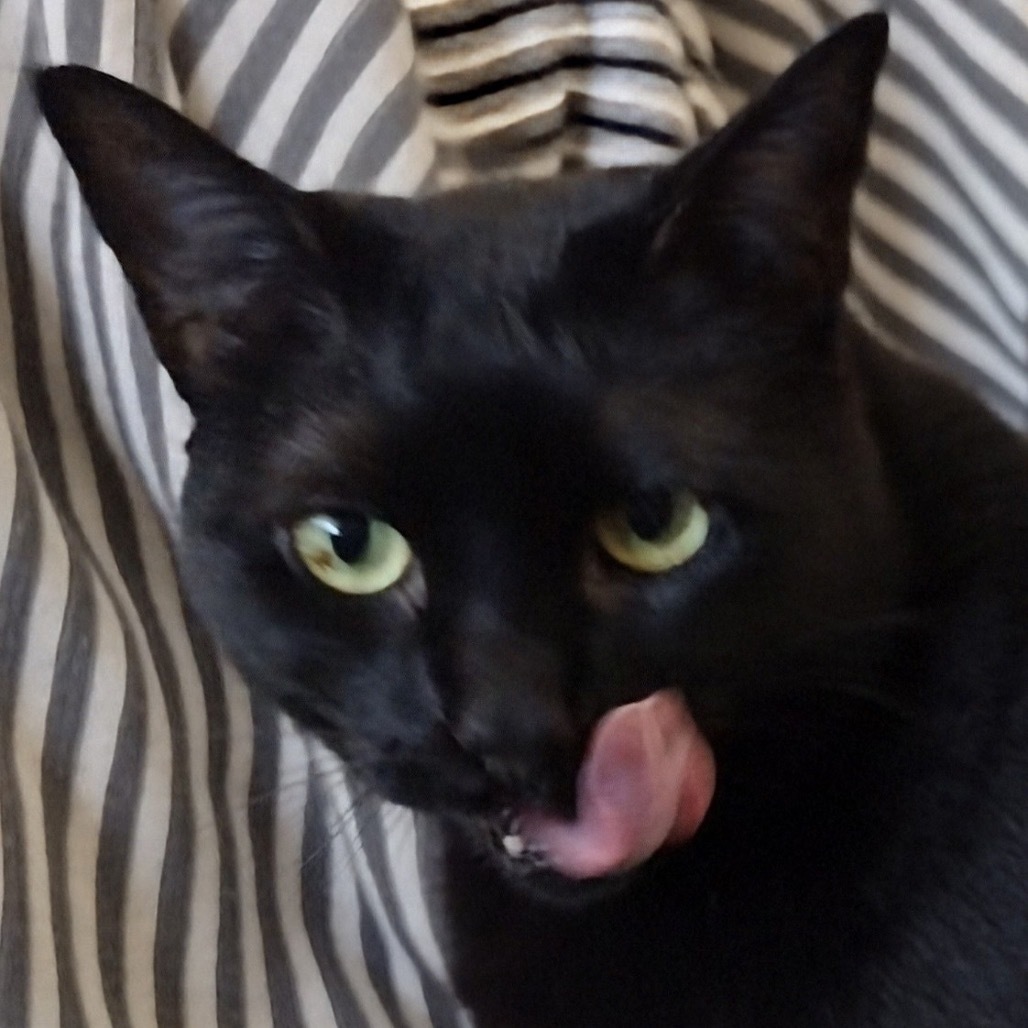 Lynxie, an adoptable Domestic Short Hair in Meridian, ID, 83680 | Photo Image 3
