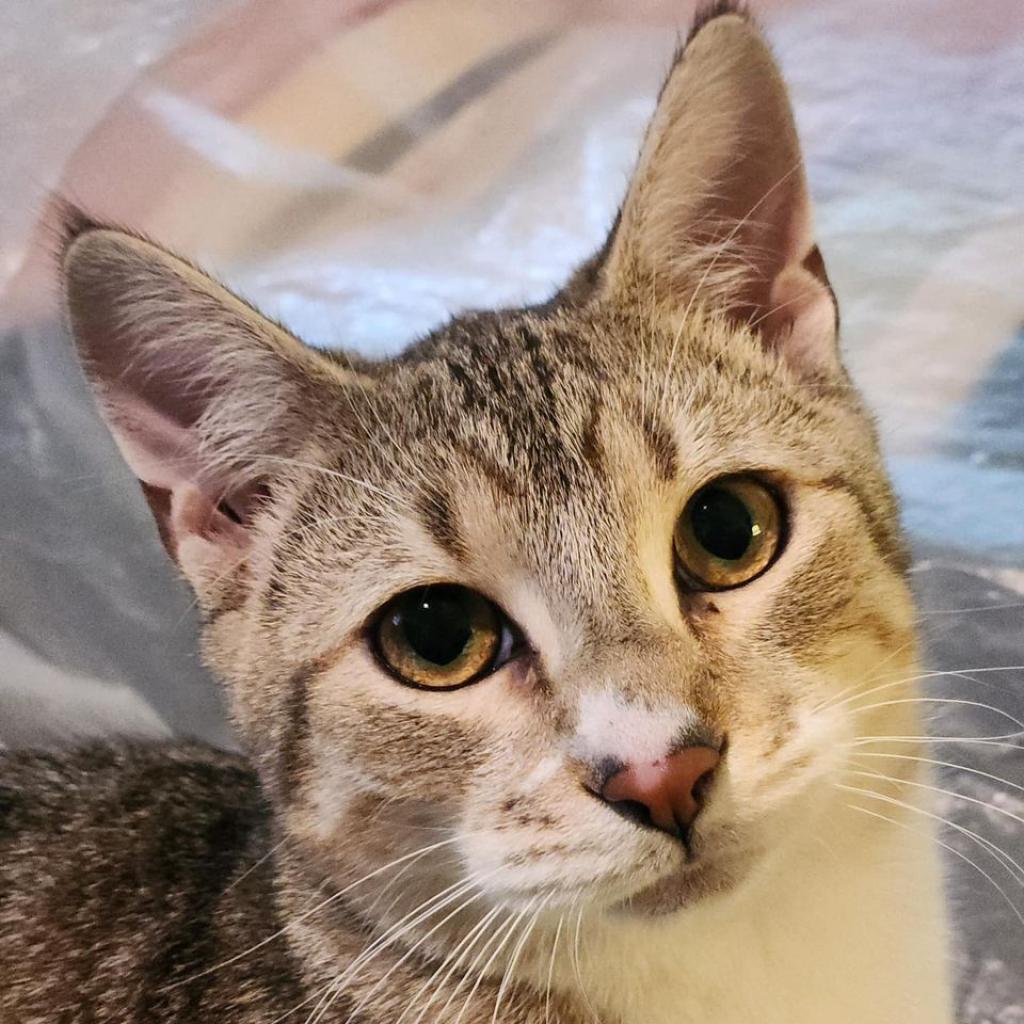 George, an adoptable Domestic Short Hair in Meridian, ID, 83680 | Photo Image 1