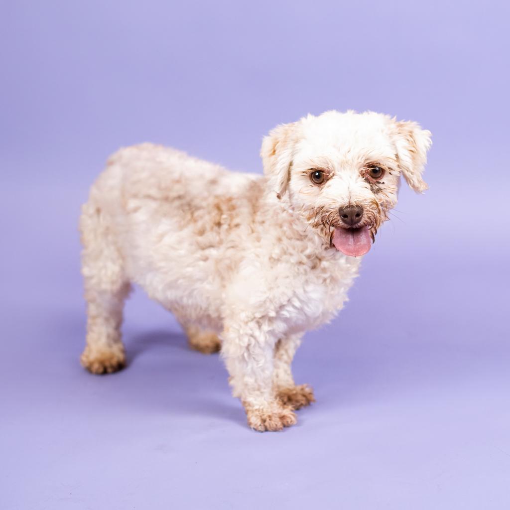 Igloo, an adoptable Havanese in Northbrook, IL, 60062 | Photo Image 1