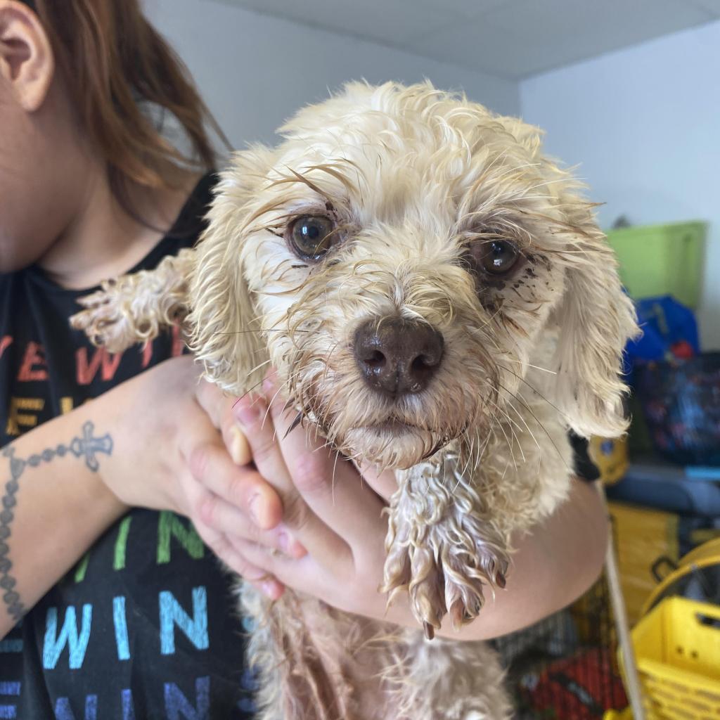 Igloo, an adoptable Havanese in Northbrook, IL, 60062 | Photo Image 2